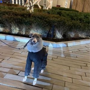 Bongoof Suit-Preme II - Size Small - Black (for Italian Greyhounds)